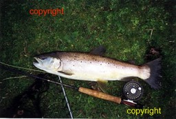 4.5lbwylye